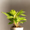 Buy Philodendron Ceylon Golden Plant