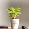 Philodendron Ceylon Golden Plant Online