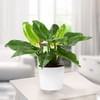 Philodendron Imperial Green Online