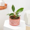 Gift Philodendron Imperial Red Indoor Plant