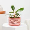 Buy Philodendron Imperial Red Indoor Plant