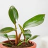 Shop Philodendron Imperial Red Indoor Plant