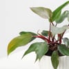 Buy Philodendron Pink Princess In White Lining Vase