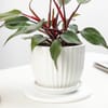 Shop Philodendron Pink Princess In White Lining Vase