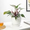 Gift Philodendron Pink Princess In White Lining Vase