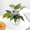 Buy Philodendron Pink Princess In White Lining Vase