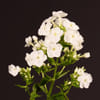 Phlox Ice Cap (Bunch of 10) Online