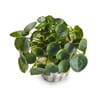 Pilea