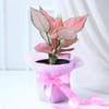 Pink Aglaonema Plant Online
