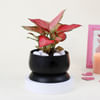 Gift Pink Blush Aglaonema Plant
