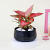 Pink Blush Aglaonema Plant Online
