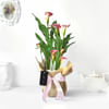 Pink Calla Lily Potted Plant Gift Online