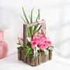 Gift Pink Innocence Gift