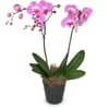 Pink Orchid Phalaenopsis