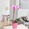 Pink orchid with Buddha plug Online