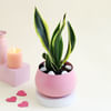 Buy Pink Planter with Snake Plant