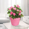 Pink Rose in a pot Online