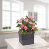 Pink rose in pot Online