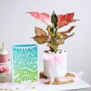 Pink Wishes Online