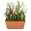 Plant Pot Cheerful Little Spring Garden