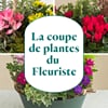 Plant section from the florist