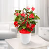 Plant Sumatra-Anthurie Online