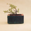 Gift Planter - Bonsai - Single Piece