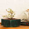 Buy Planter - Bonsai - Single Piece