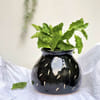 Buy Planter - Flat Pot - Black - Single Piece