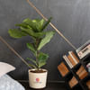 Gift Plants Make Life Better Fiddle Leaf Fig Plant Customized with logo