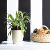 Gift Plants Make Life Better Spider Plant
