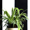 Buy Plants Make Life Better Spider Plant