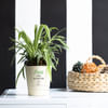 Plants Make Life Better Spider Plant Online