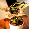 Buy Plants Make Life Better Syngonium Pink Plant