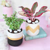 Plants to Adore Online
