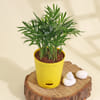 Buy Prosperity Bamboo Palm Plant