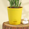 Shop Prosperity Bamboo Palm Plant