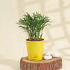 Prosperity Bamboo Palm Plant Online