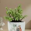 Buy Prosperity Jade Plant In Ribbed White Planter