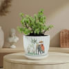 Prosperity Jade Plant In Ribbed White Planter Online