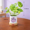 Gift Prosperity Money Plant
