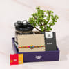 Buy Prosperity Rakhi Hamper With Jade Plant