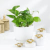 Prosperous Celebrations Diwali Gift Set Online