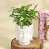 Shop Purifying Syngonium Plant in a Buddha Planter