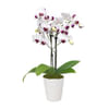 Purple & White Delight Orchid Plant Online