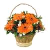 Radiance - Orange Online