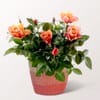 Radiant Orange Rose in Sea Grass Basket
