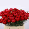 Ranunculus Cloni Extra Passion (Bunch of 10) Online
