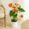 Red Anthurium Online