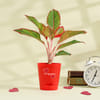 Gift Red Heart Aglaonema Plant